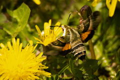 Proserpinus clarkiae