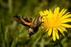 Proserpinus clarkiae