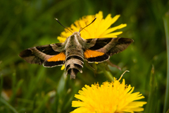 Proserpinus clarkiae