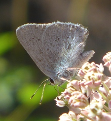 Satyrium sylvinus