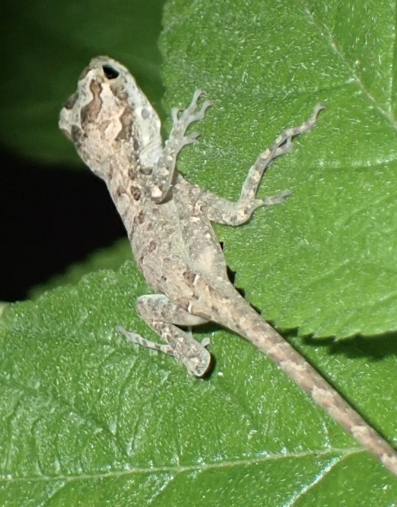 Saona Stout Anole