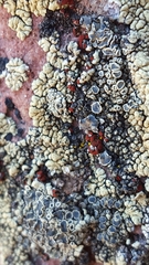 Erichansenia epithallina