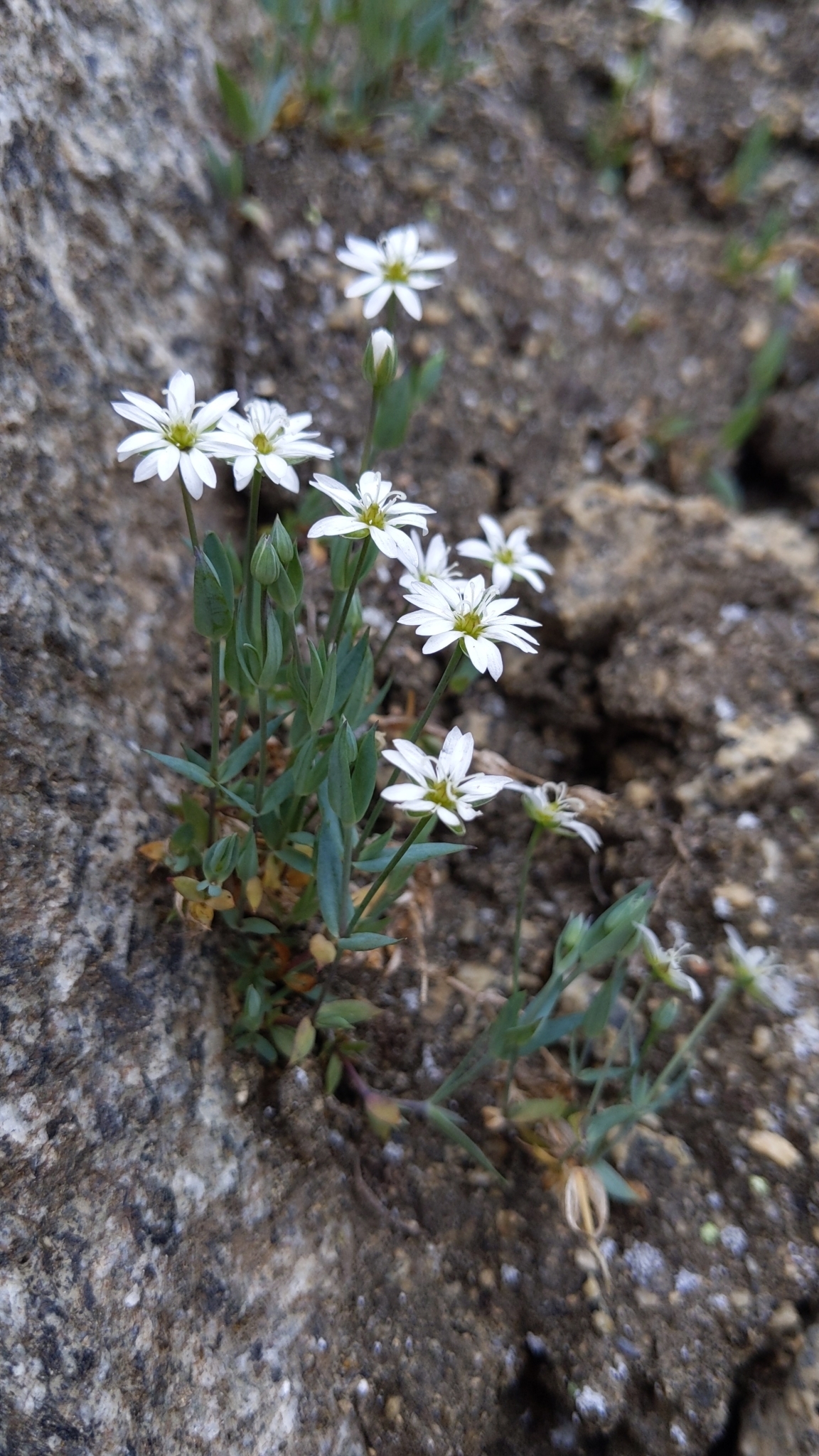 Stellaria longipes