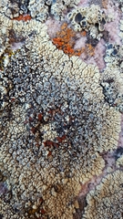 Erichansenia epithallina