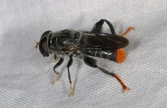 Malometasternum rufocaudatum