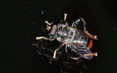 Malometasternum rufocaudatum