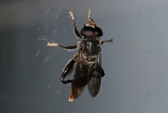 Malometasternum rufocaudatum