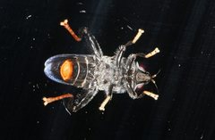 Malometasternum rufocaudatum