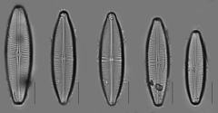 Staurophora columbiana