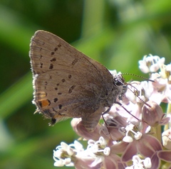 Satyrium californica