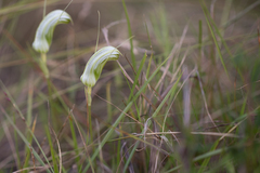 Pterostylis ophioglossa