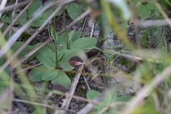 Pterostylis ophioglossa