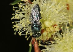 Hylaeus disjunctus
