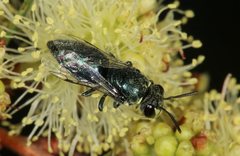 Hylaeus disjunctus