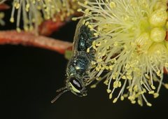 Hylaeus disjunctus