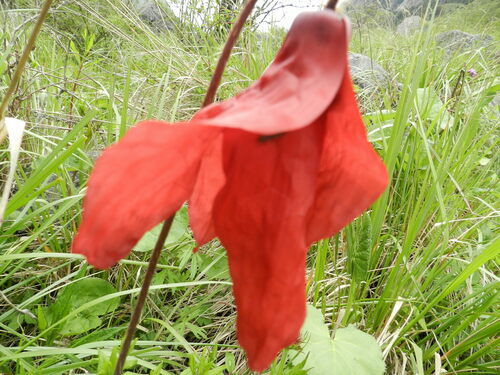 Red Poppywort