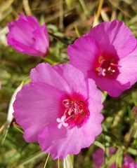Clarkia rubicunda