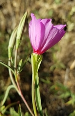 Clarkia rubicunda