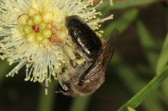 Leioproctus clarki