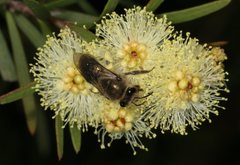 Leioproctus clarki