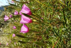 Clarkia rubicunda