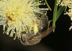Leioproctus clarki