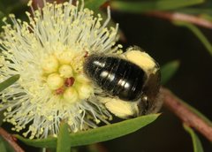 Leioproctus clarki