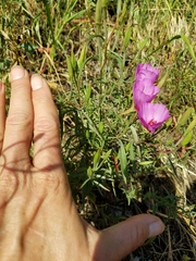 Clarkia rubicunda