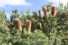 Banksia praemorsa
