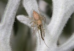 Oxyopes punctatus