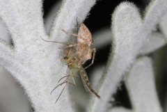 Oxyopes punctatus