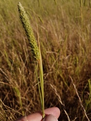Phalaris paradoxa