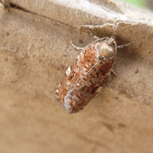 Western Spruce Budworm Moth photo 3