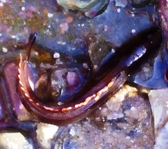 Acanthoclinus littoreus
