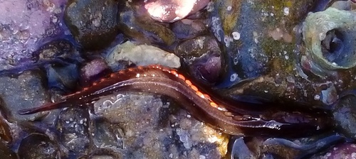 Rockpool klipfish (Acanthoclinus littoreus) — Plesiopidae — 5