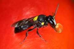 Amphylaeus obscuriceps