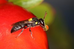 Amphylaeus obscuriceps