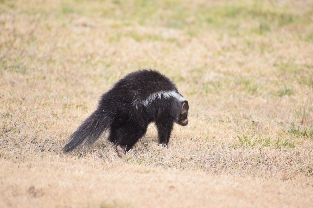 Striped Hog-nosed Skunk (Conepatus semistriatus)