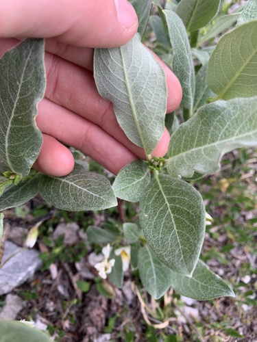 Image of Salix barrattiana by no rights reserved