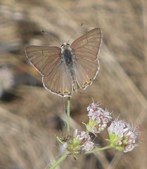 Tharsalea xanthoides