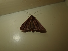 Ichneutica steropastis