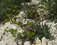 Euphorbia petrophila