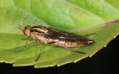 Agapophytinae
