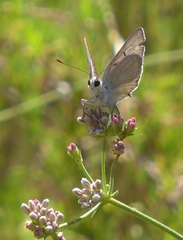 Tharsalea xanthoides