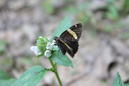 Golden Banded-Skipper photo 2