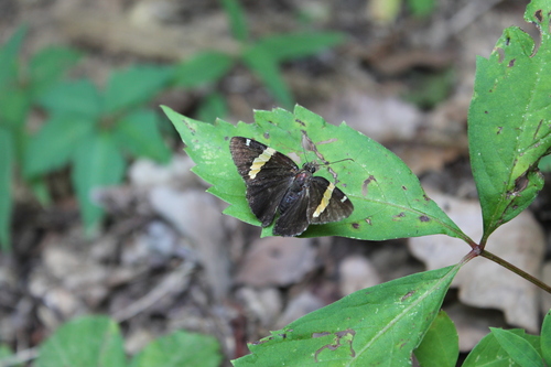 Golden Banded-Skipper photo 3