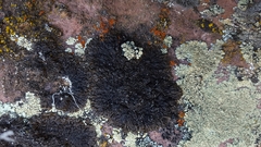 Montanelia tominii