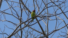 Psittacula longicauda