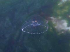 Hyperiidae