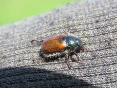 Phyllopertha horticola